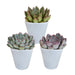 Trio Av Echeveria Og Deres Hvite Plantepotter H15Cm