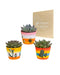 Trio Av Echeveria Og Deres Plantepotter H21Cm