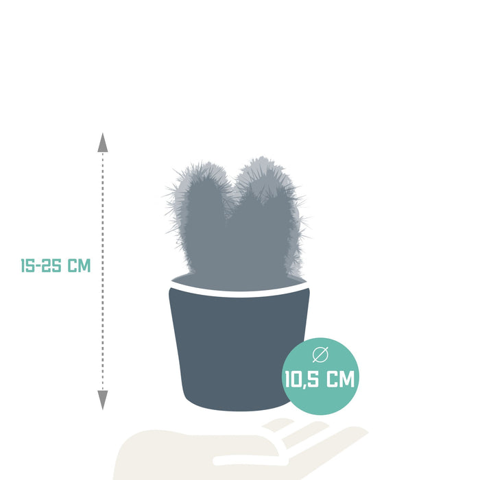 Trio Av Kaktuser Og Plantepotter H23Cm