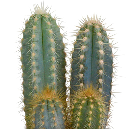 Cactus Trio H18Cm