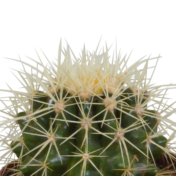 Cactus Trio H18Cm