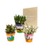 Trio Av Crassula Og Deres Plantepotter H18Cm