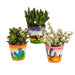 Trio Av Crassula Og Deres Plantepotter H18Cm