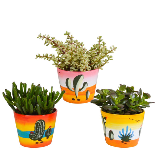 Trio Av Crassula Og Deres Plantepotter H21Cm