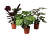 Trio Large Calathea - Ø21Cm - ↕55Cm