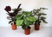 Trio Large Calathea - Ø21Cm - ↕55Cm