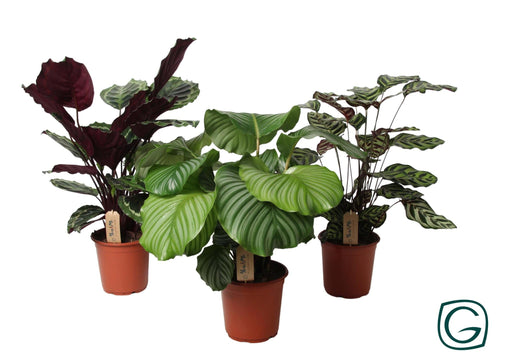 Trio Large Calathea - Ø21Cm - ↕55Cm