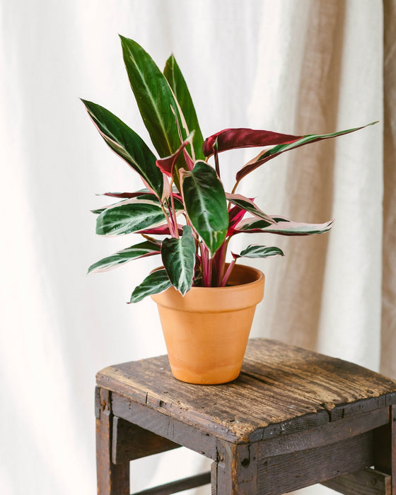 Calathea Plant Trio