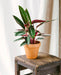 Calathea Plant Trio