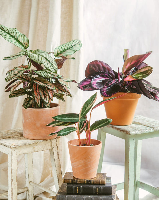 Calathea Plant Trio