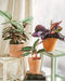 Calathea Plant Trio