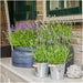 Lavendel Trio Angustifolia Felice® Og Potten Deres