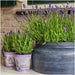 Lavendel Trio Angustifolia Felice® Og Potten Deres