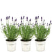 Lavendel Trio Angustifolia Felice® Og Potten Deres