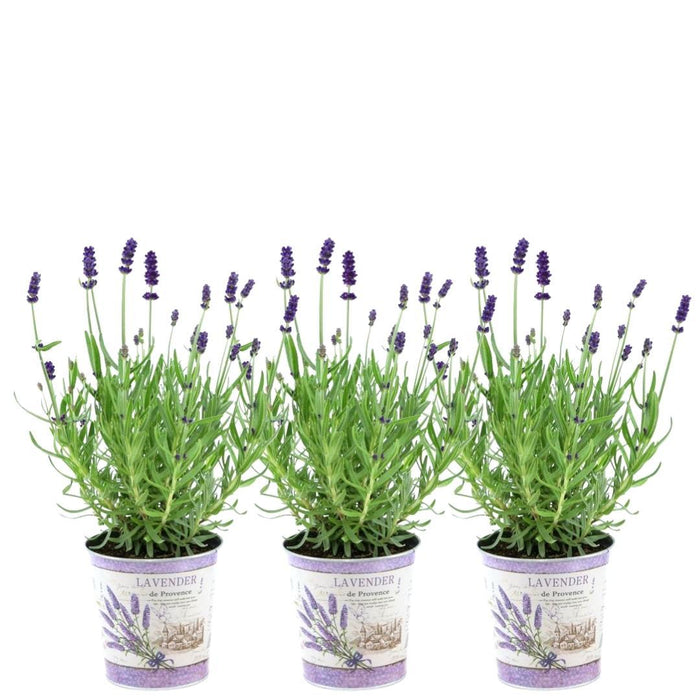 Lavendel Trio Angustifolia Felice® Og Potten Deres