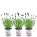 Lavendel Trio Angustifolia Felice® Og Potten Deres