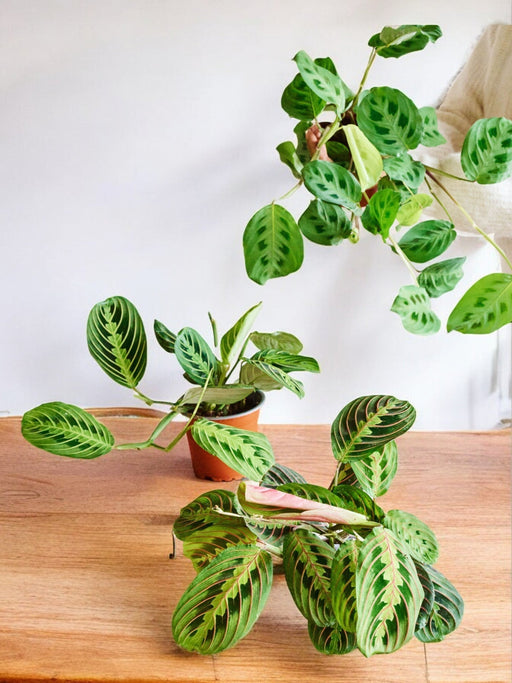 Maranta Trio