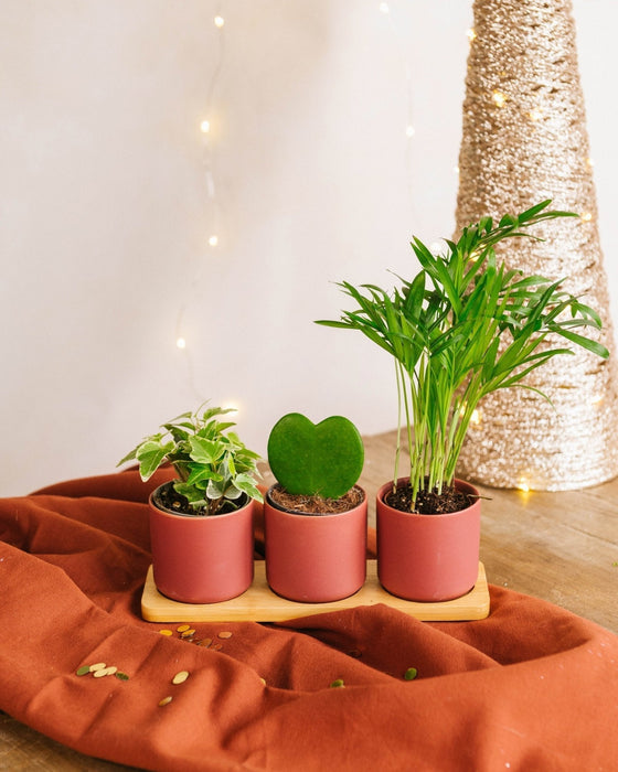 Trio Av Babyplanter Og Plantepotter