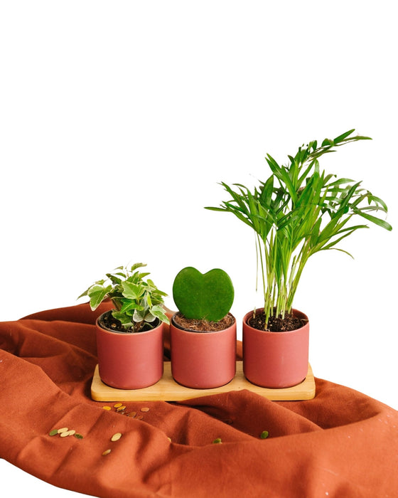 Trio Av Babyplanter Og Plantepotter