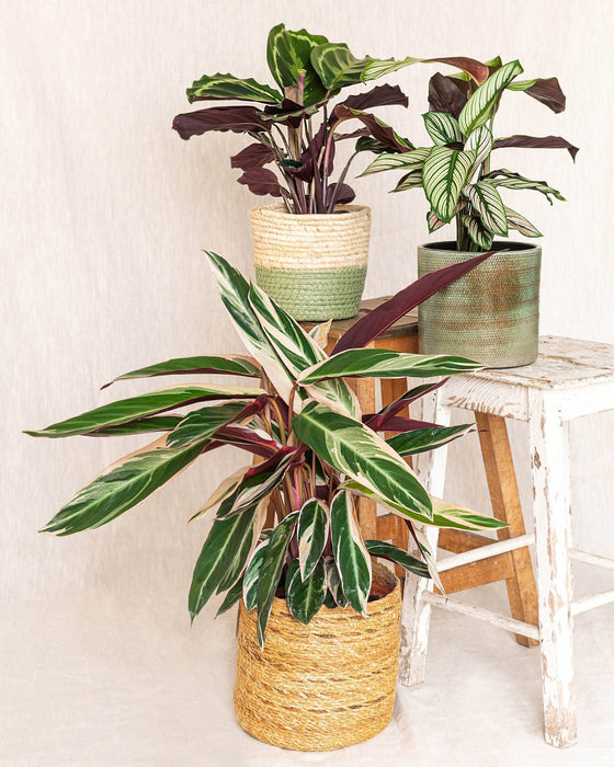 Trio De Calathea - Plant Mama