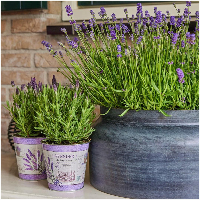 Anouk Lavender Trio Og Their Pot