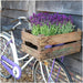 Anouk Lavender Trio Og Their Pot