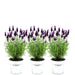 Anouk Lavender Trio Og Their Pot