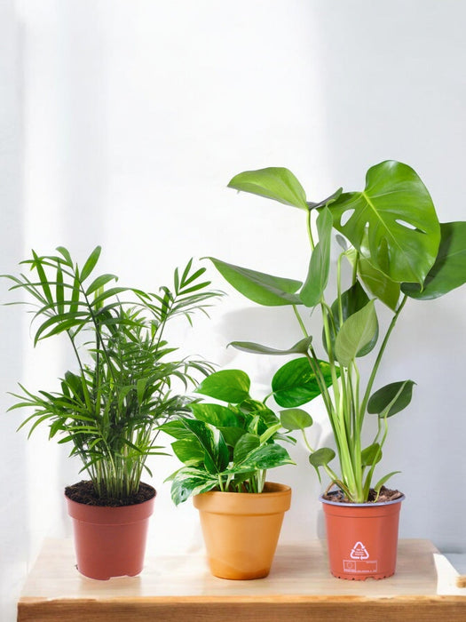 Populær Plant Trio