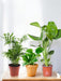 Populær Plant Trio