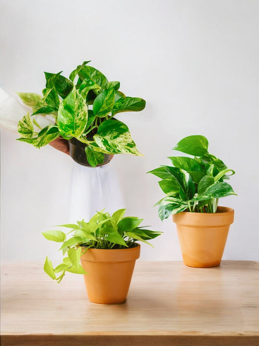 Trio Av Hengende Planter - Pothos Lovers