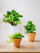 Trio Av Hengende Planter - Pothos Lovers