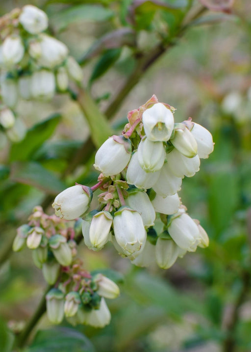 Vaccinium Corymbosum 'Brigitta Blue' - Pakke Med 5