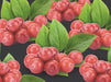 Vaccinium Corymbosum Pink Berry +3,0 Etikett - Ø17Cm - ↕75Cm