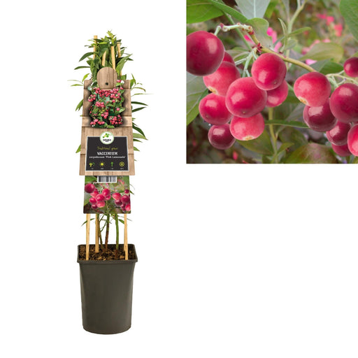 Vaccinium Corymbosum 'Pink Lemonade' +3,0 Etikett - Ø17Cm - ↕75Cm