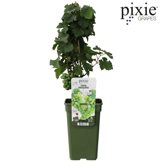 Grape Vine 'Riesling' - ↨65Cm - Ø19 - Fruktbusk