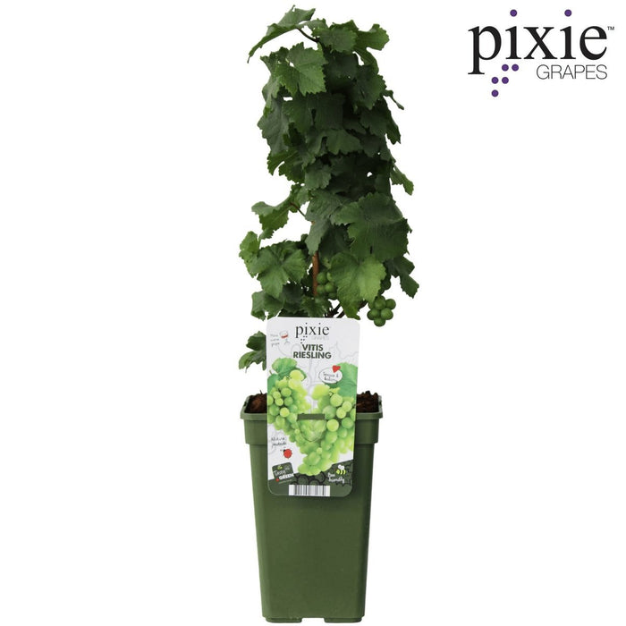 Grape Vine 'Riesling' - ↨65Cm - Ø19 - Fruktbusk