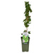 Grape Vine 'Riesling' - ↨65Cm - Ø19 - Fruktbusk