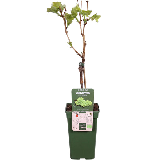 Seedless Grape Vine 'Lakemount' - ↨50Cm - Ø19 - Fruktbusk