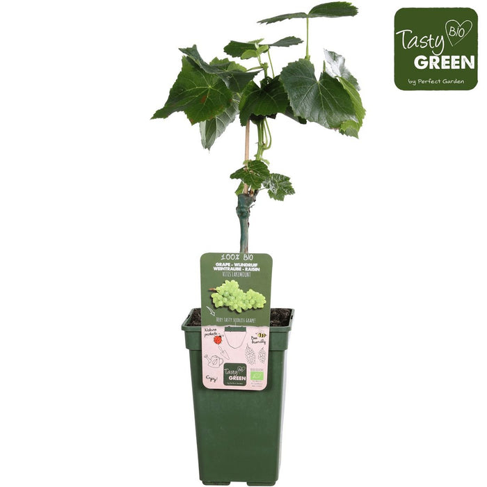 Seedless Grape Vine 'Lakemount' - ↨50Cm - Ø19 - Fruktbusk