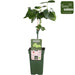 Seedless Grape Vine 'Lakemount' - ↨50Cm - Ø19 - Fruktbusk