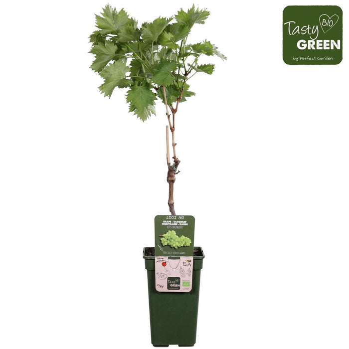 Seedless Grape Vine 'Lakemount' - ↨50Cm - Ø19 - Fruktbusk