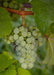 Seedless Grape Vine 'Lakemount' - ↨50Cm - Ø19 - Fruktbusk