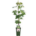 Seedless Grape Vine 'Lakemount' - ↨50Cm - Ø19 - Fruktbusk