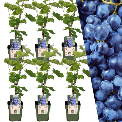 Organic Grape Vine X 6