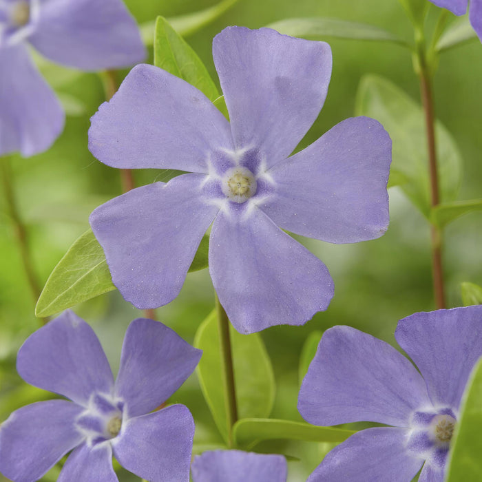 Vinca Minor - 12X H25Cm D9Cm