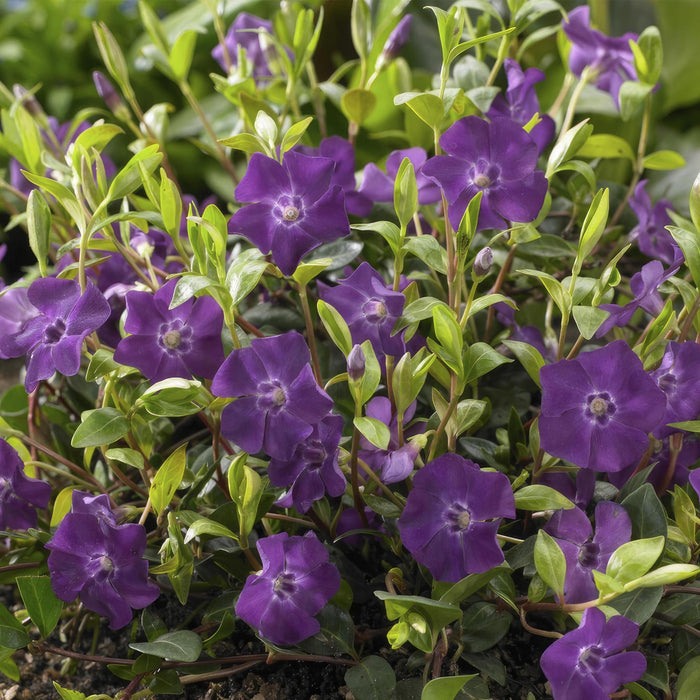 Vinca Minor 'Atropurpurea' - H25Cm D9Cm