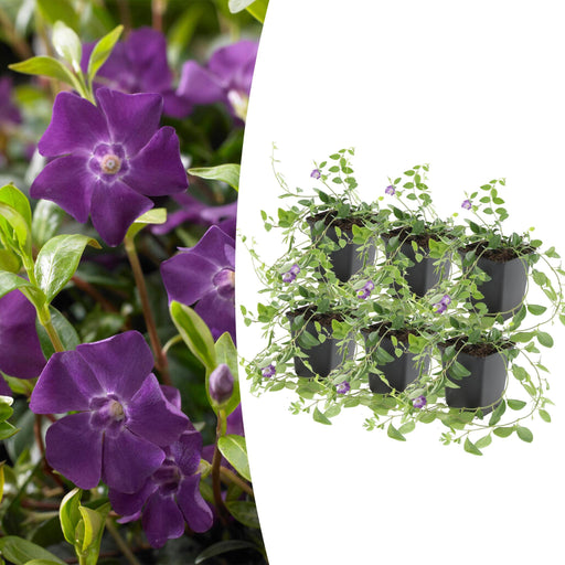 Vinca Minor 'Atropurpurea' - Sett Med 6 Stk