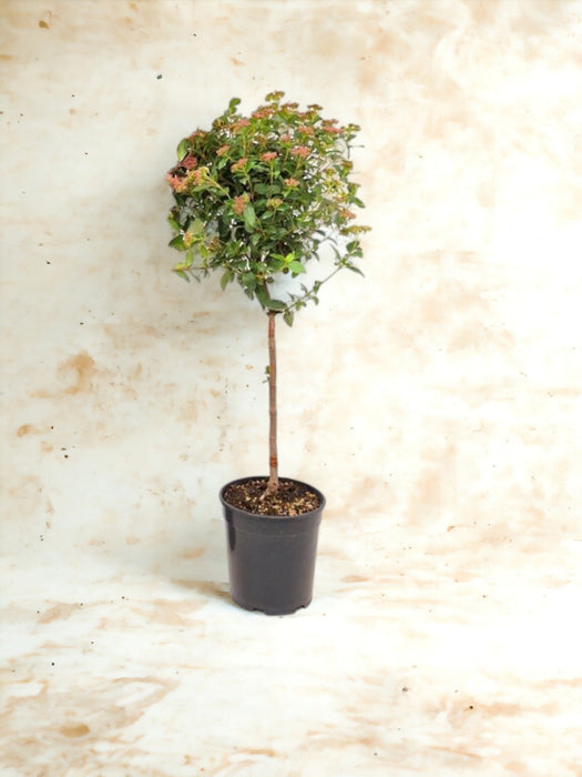 Viburnum I Pot D21Cm H100Cm