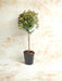 Viburnum I Pot D21Cm H100Cm