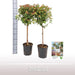 Viburnum I Pot D21Cm H100Cm